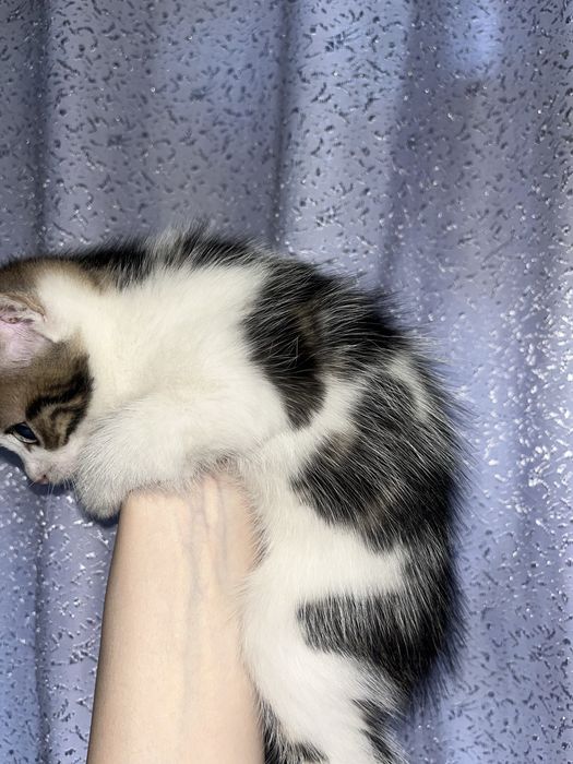 Отдаем котят в добрые руки
