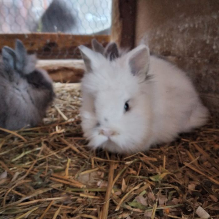 Vând 4 pui de iepure Angora