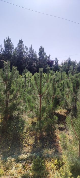 Крим соснаArcha Qrim So'sna toshkenda manzarali  1 metrdan 3 metrgacan