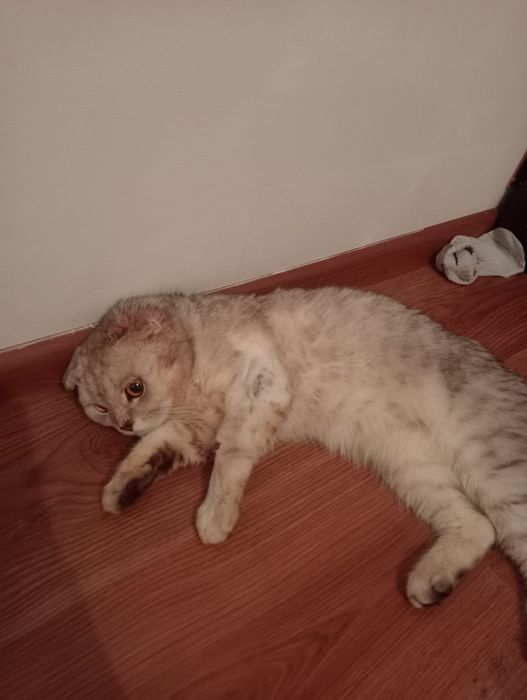 Продам шотландского кота