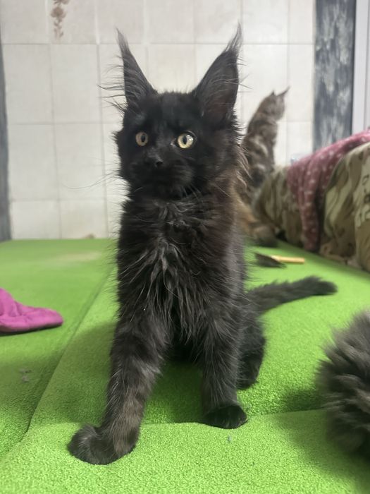 Котята мейнкуны девочка!