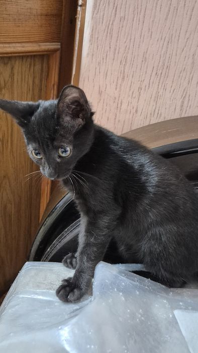 Котенок мальчик. Сами привезем.