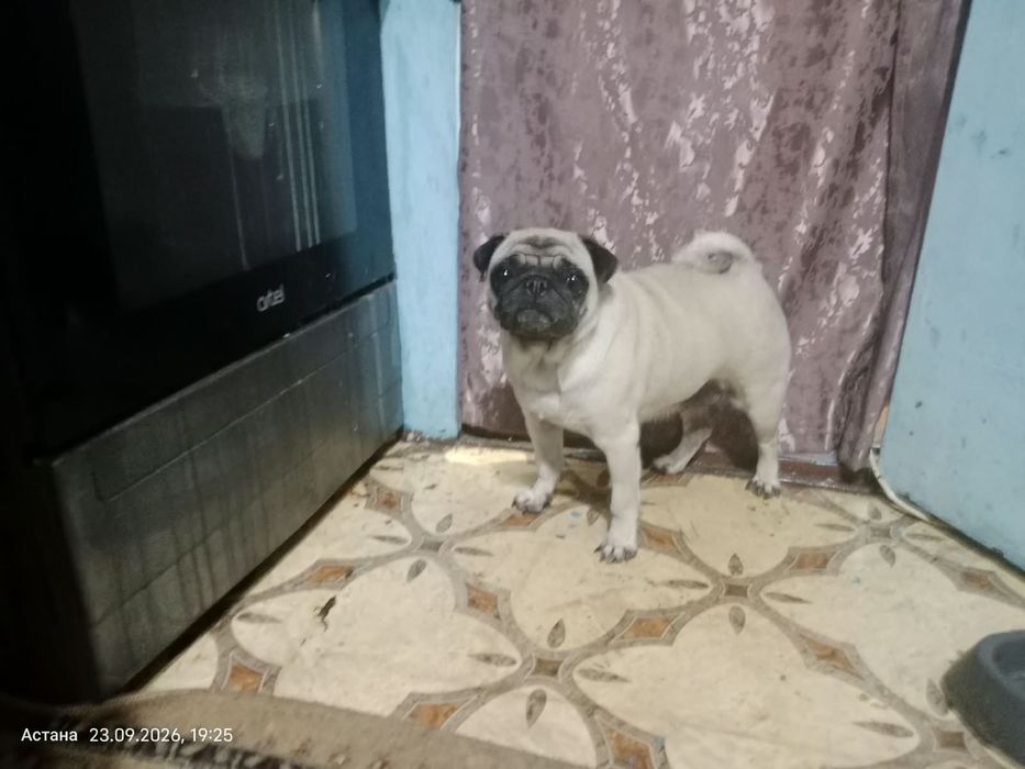 Мопс, 3 года, девочка