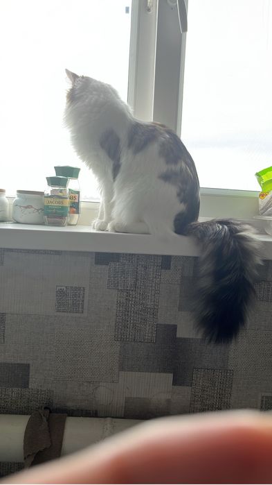 Котик приучен к лотку