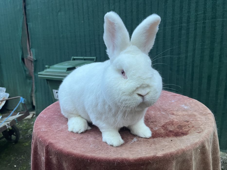 Vând iepuri neozeelandezi