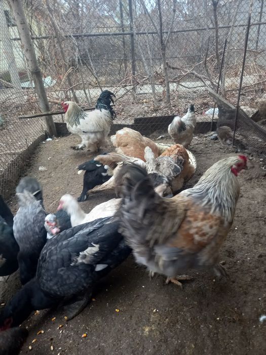 Куры несушки продам