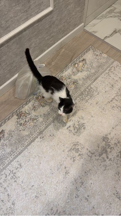 Отдам кота , бесплатно !