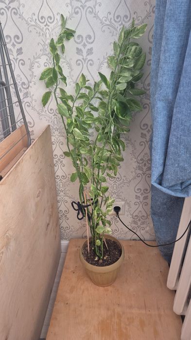 Цветы в горшке. Домашние цветы. Комнатные растения