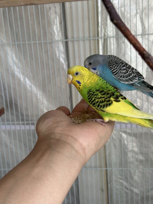 Волнистый попугай