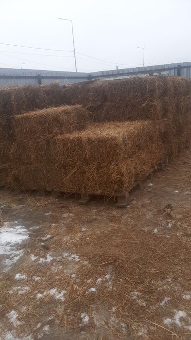 Ана мультфильмі порно 3D