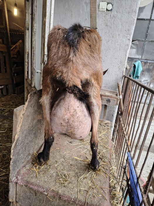 Vând 2 capre de rasă – Saanen cu certificat + Alpină Franceză, cu iezi