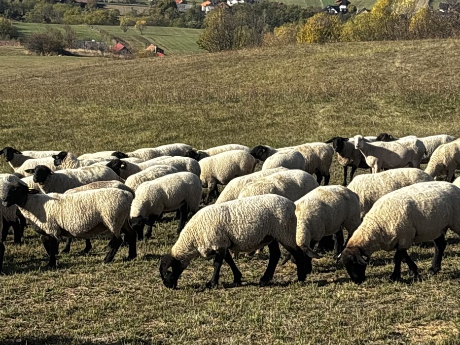 Turma de oi Suffolk si Lacaune