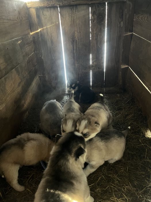 Продам щенят хасски