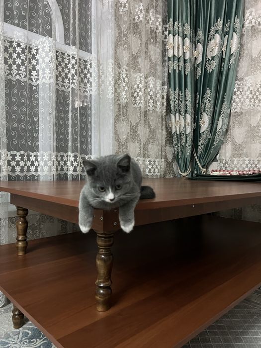 Продается чистокровный британский котенок