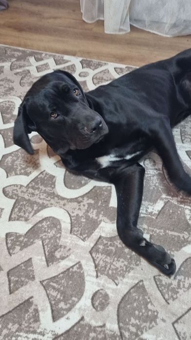 Кане корсо на 1,6 месеца