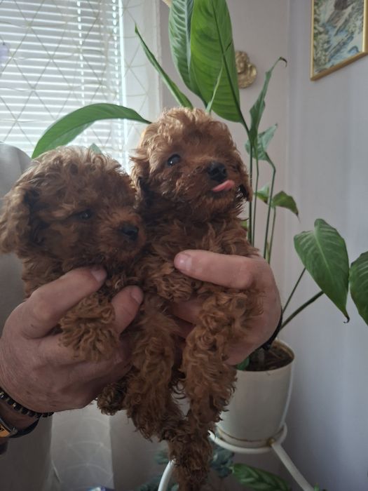 Пудел той пудел той