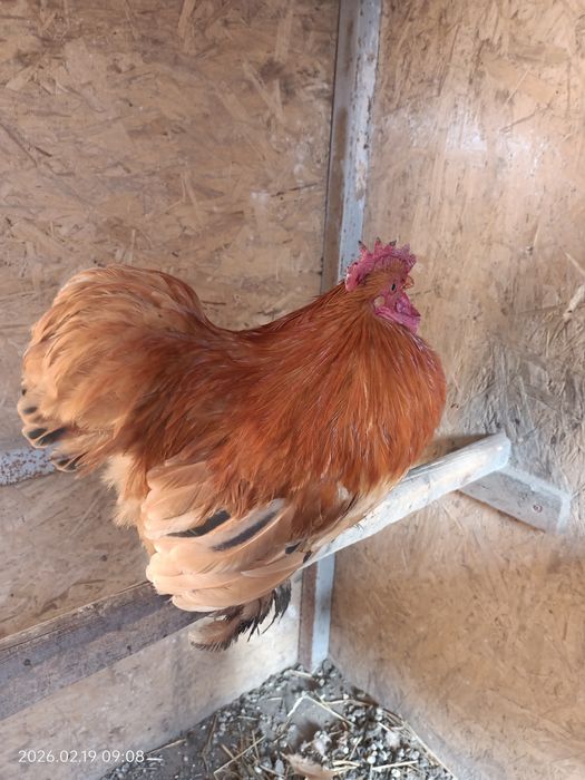 Кохинхин карликовый