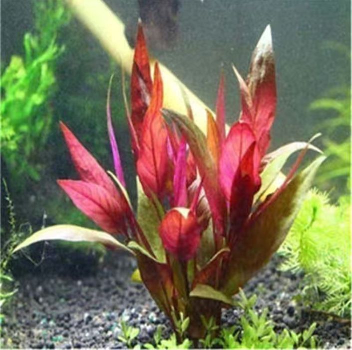 Продам семена аквариумные растени