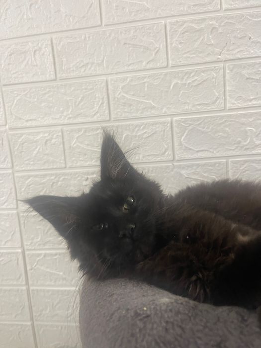 Maine Coon cu părinții campion