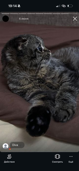 Отдам кошечку , Мия
