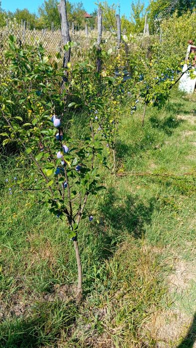 Prune proaspete din gradina