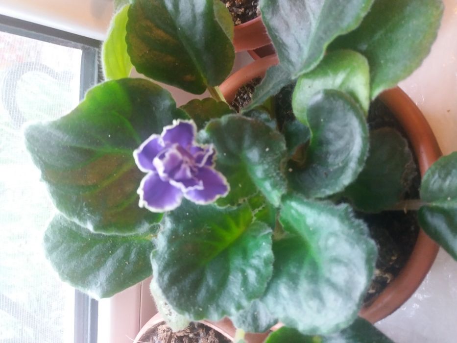 Комнатные фиалки