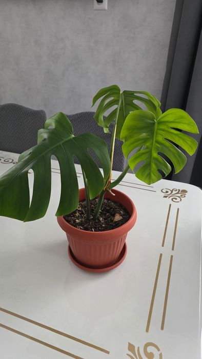 Продам комнатные цветы