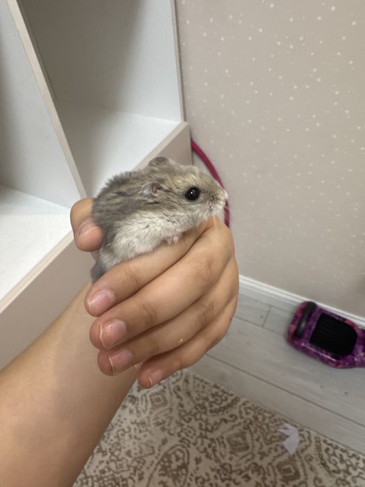 Продам хомяка джунгарик