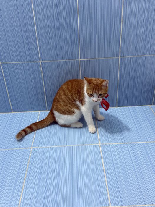 Астана Котенок Кузя