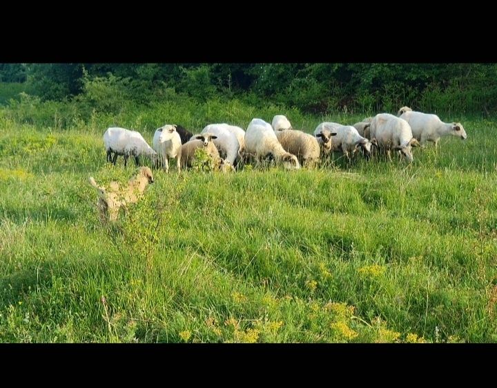 Oi Turcane și Miei