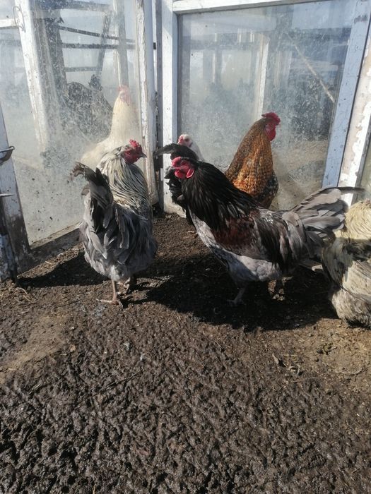 Петухи прошлогодние