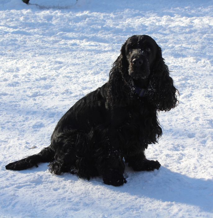 Английский кокер спаниель