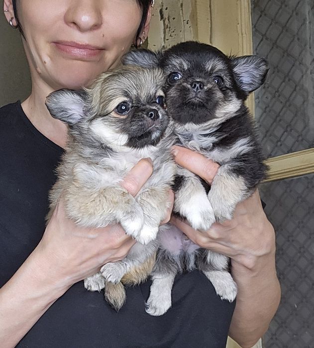 Щенки чихуахуа  мальчики