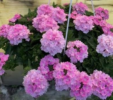 Эустома,вербена,петунья,патио георгины