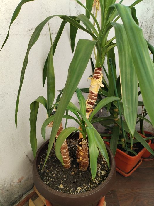 Plante apartament