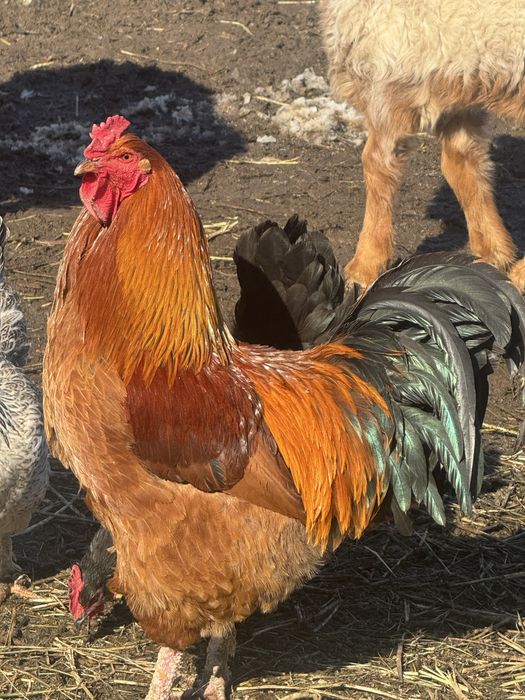 Әтеш сатылады 9 айлық