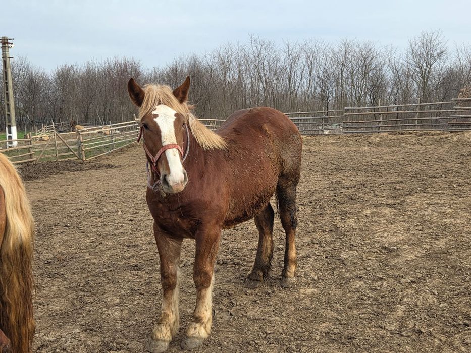 Vând manji tineri de 8 luni