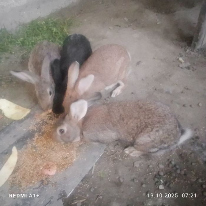 Куйонлар сотилади