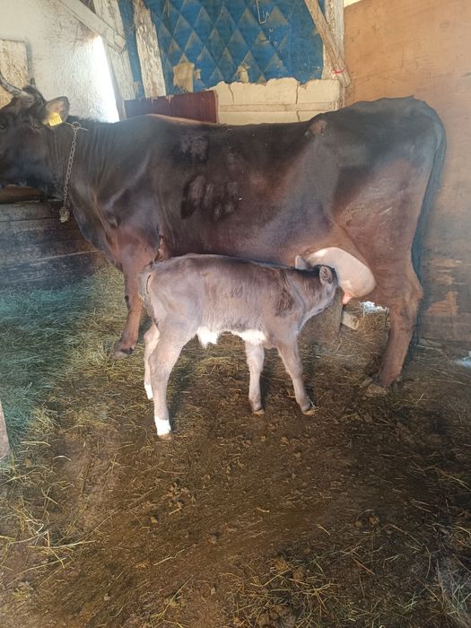 vând vaca fatata cu tăuraș