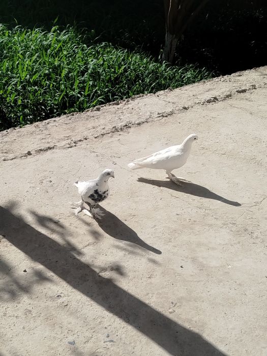 Кабутарлар сотилади жуфлик