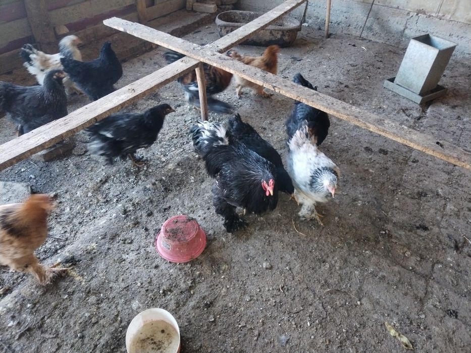 Брама тоза хуроз ва товуклари