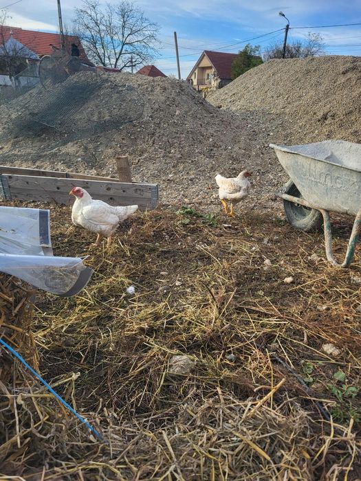 Puicuțe combatant indian