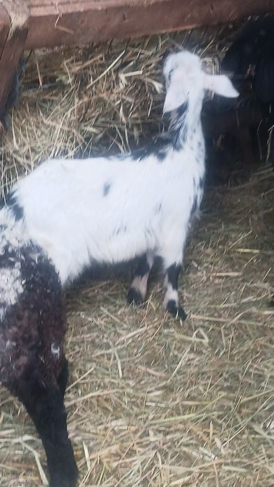 Vand 2 capre foarte bune de lapte