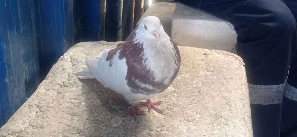 Отдам бесплатно голубя