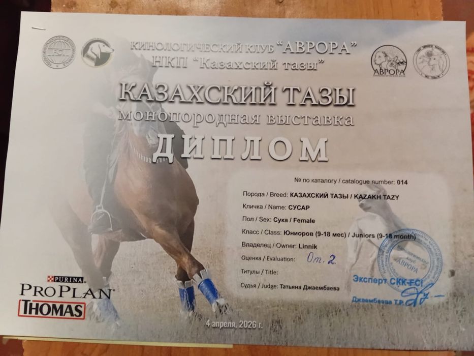 Продается Чистокровная Тазы