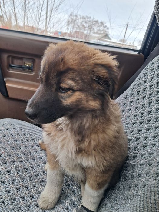 Маленький щенок ищет дом