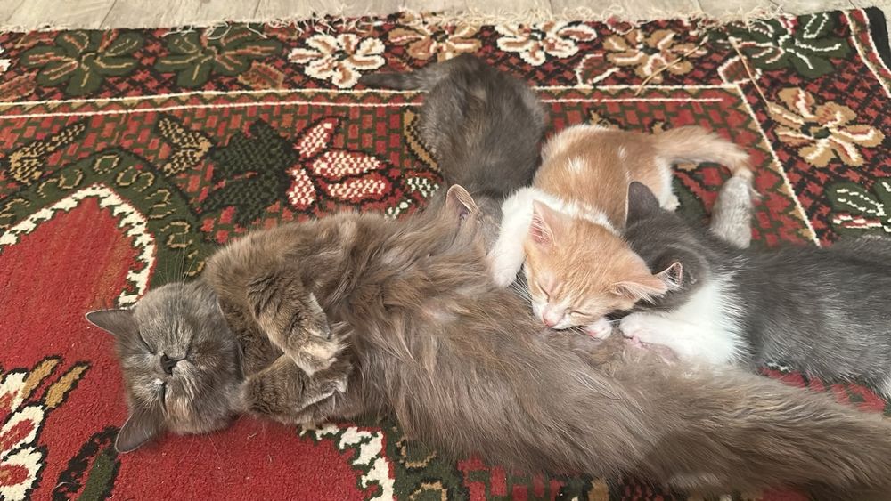 Отдам котят в добрые руки!