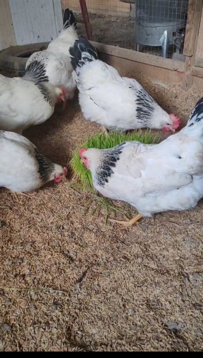 Tovuq jojalar sotlad