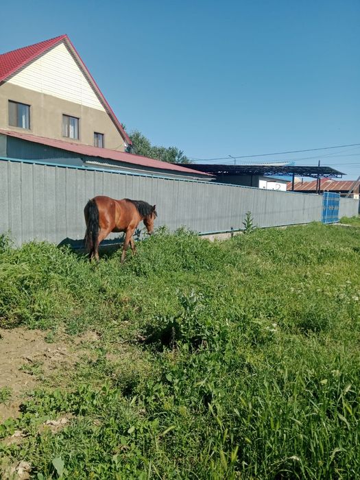 Продам кабылку 1 годдовалую