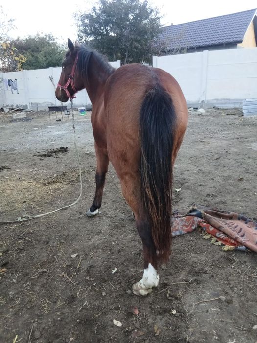 De vnzare crlan an vățat